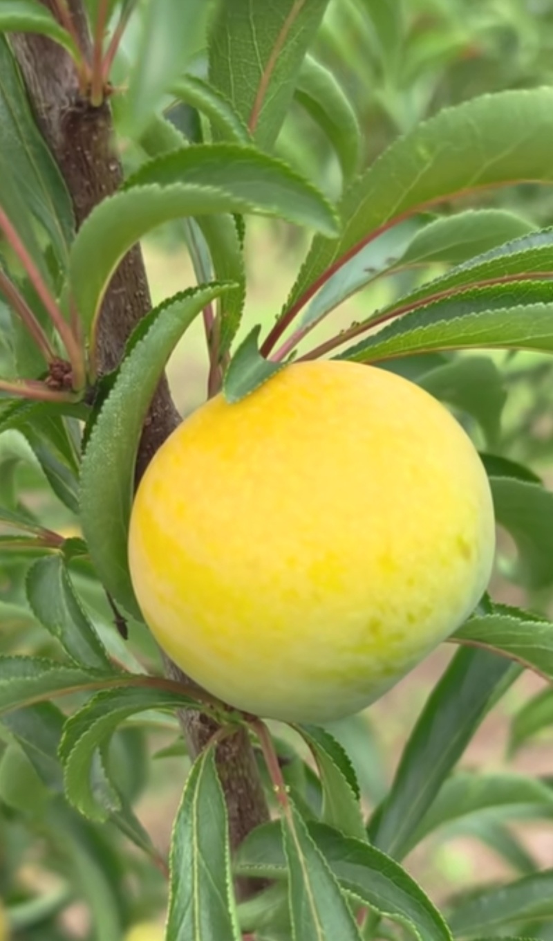 蜂糖李