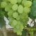 维多利亚葡萄