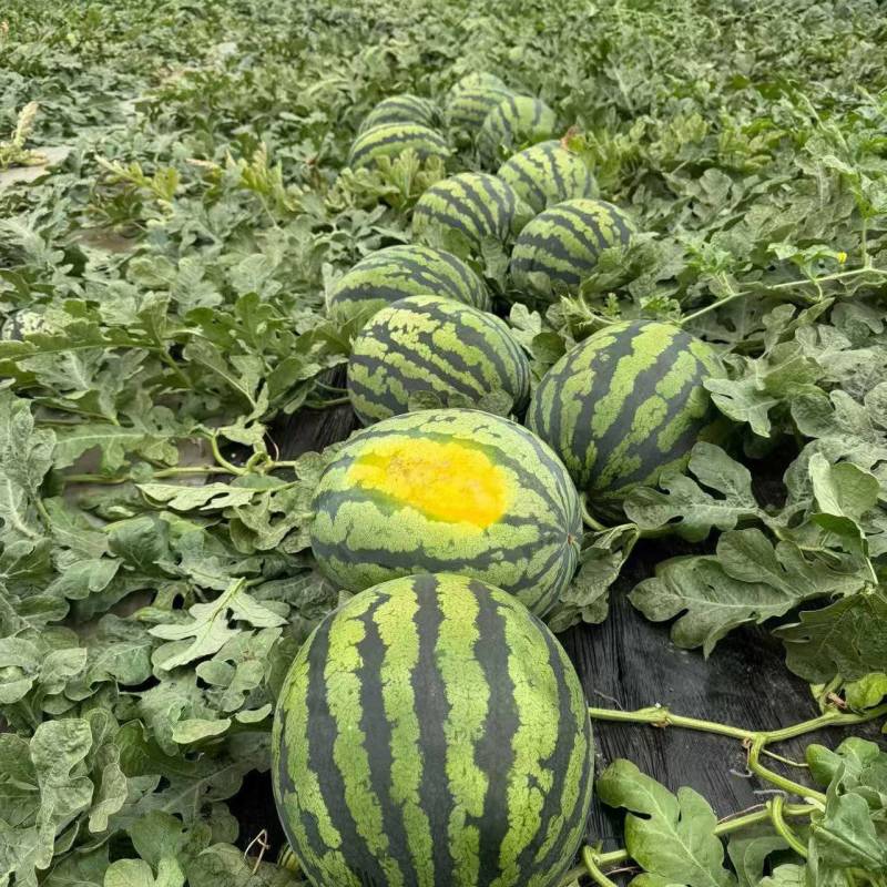 东北大棚甜王大量供应