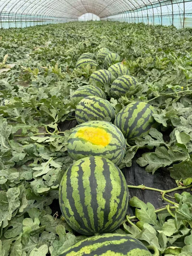 东北大棚甜王大量供应