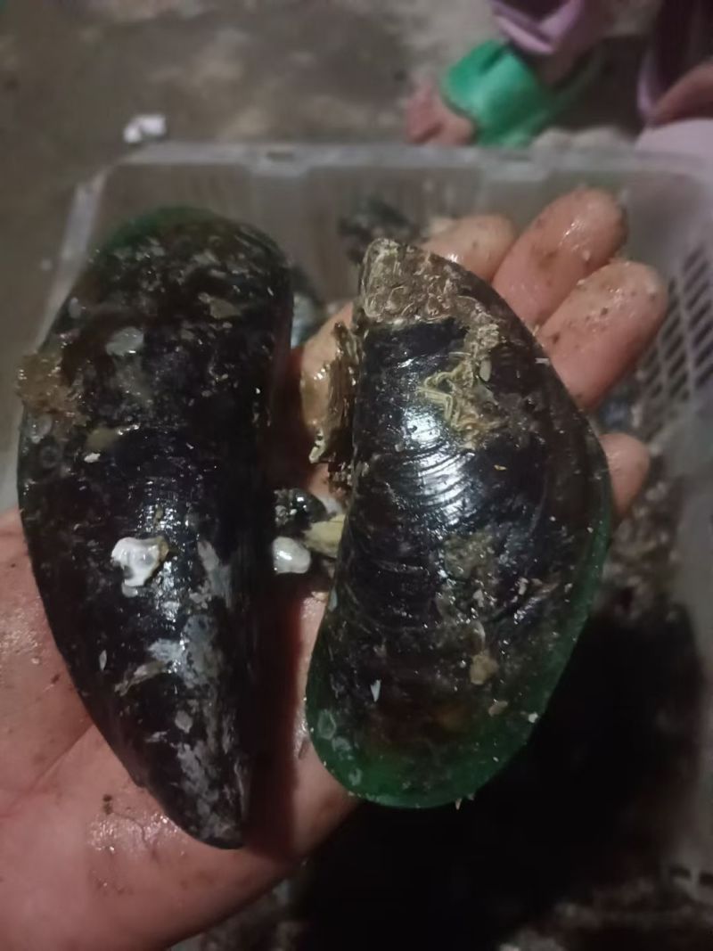大青口5-7个一斤