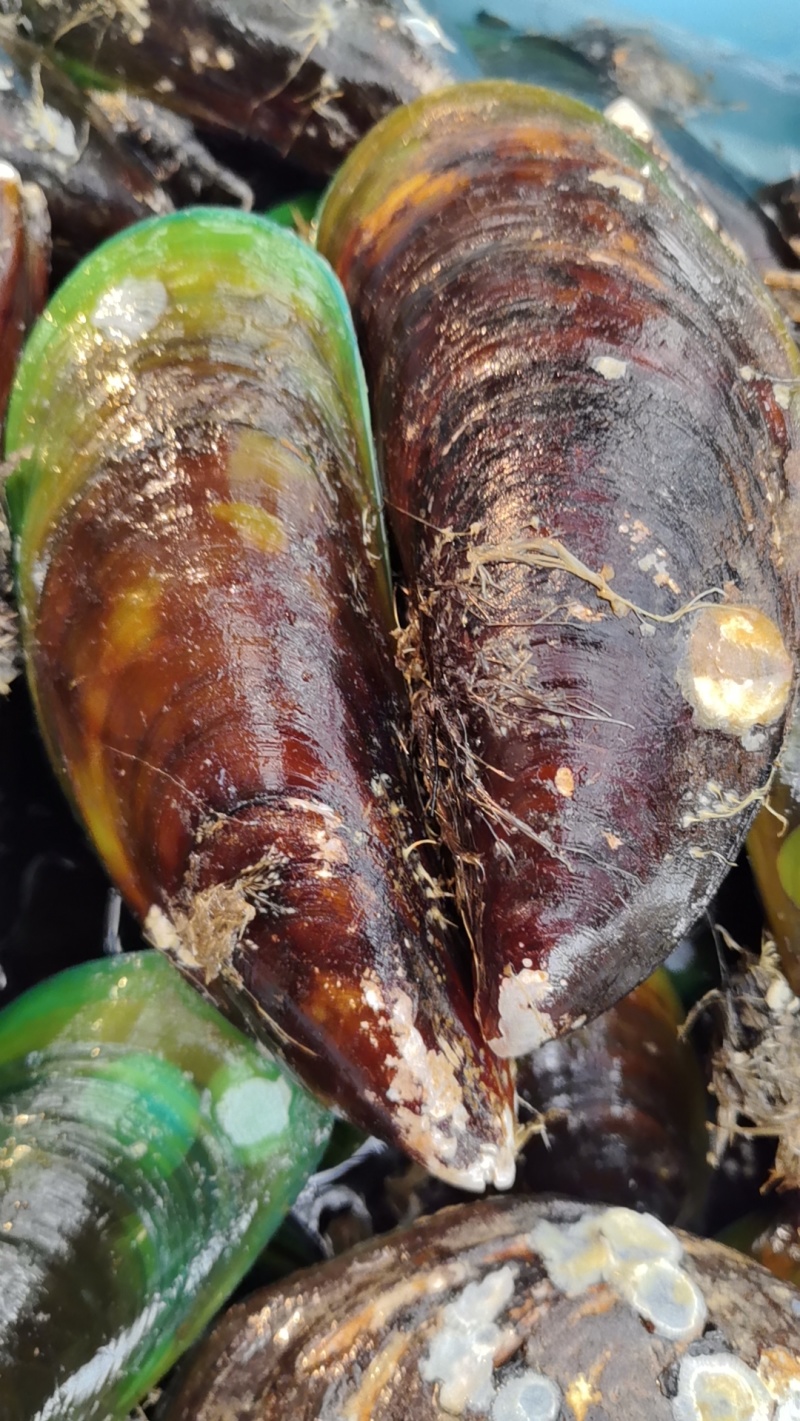 大青口5-7个一斤