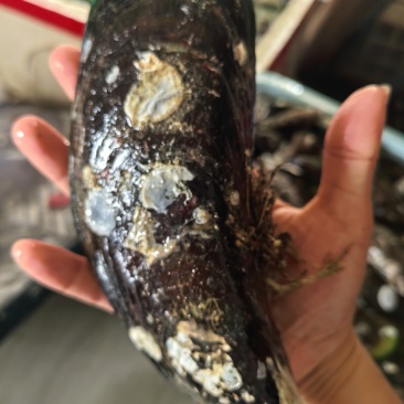 大青口5-7个一斤