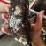 大青口5-7个一斤