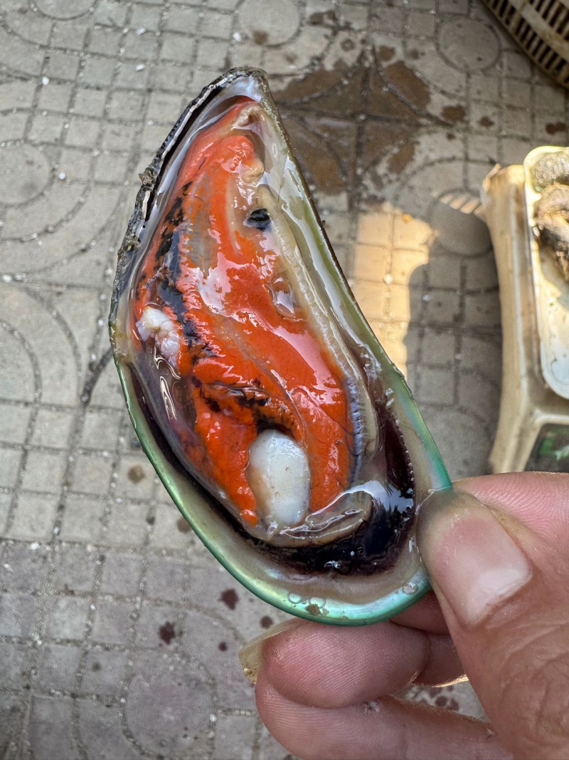 超大青口贝