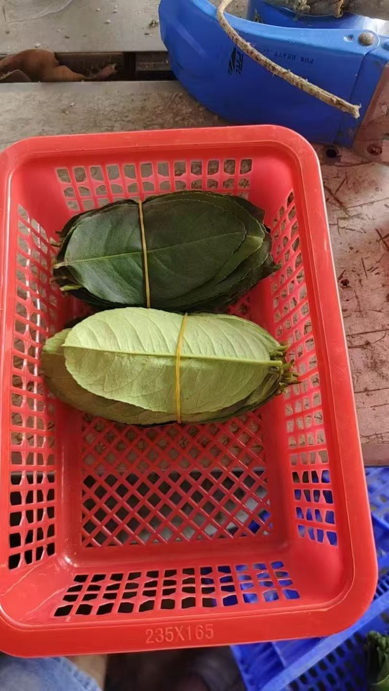 新鲜采摘柠檬叶当天现摘现发供应全国欢迎咨询！