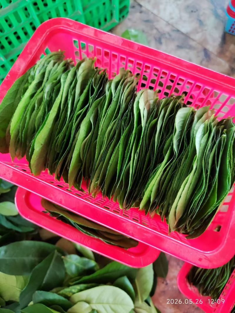 新鲜采摘柠檬叶当天现摘现发供应全国欢迎咨询！