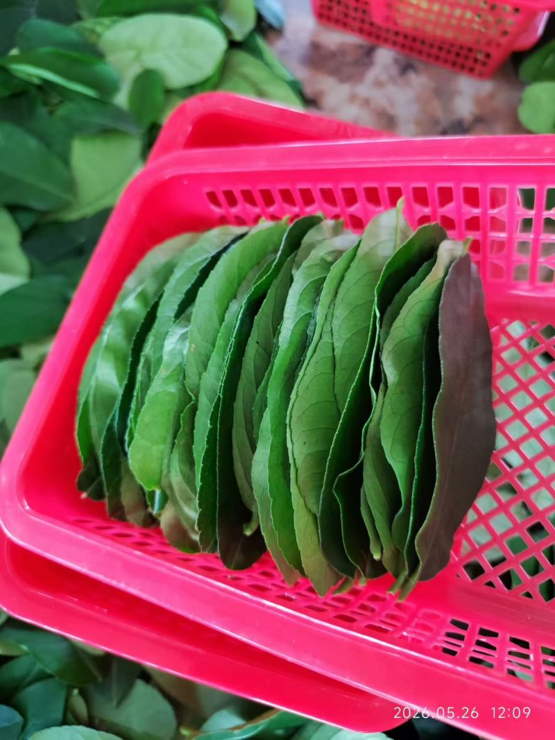新鲜采摘柠檬叶当天现摘现发供应全国欢迎咨询！
