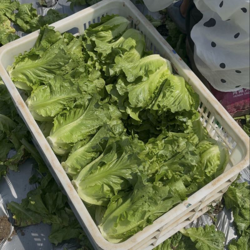 南阳精品意大利生菜基地日供20吨，自有冷库预冷锁鲜。