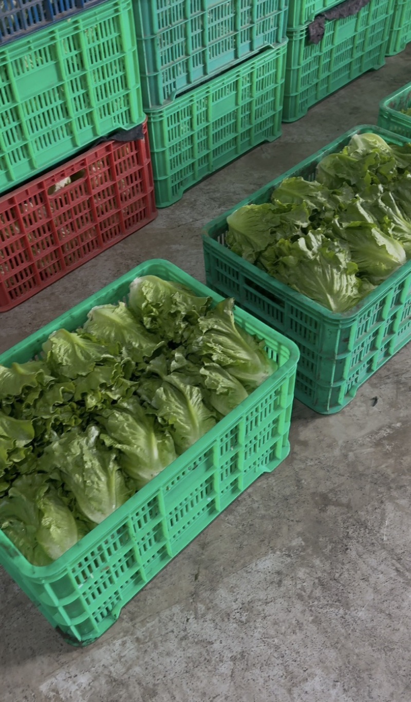 南阳精品意大利生菜基地日供20吨，自有冷库预冷锁鲜。