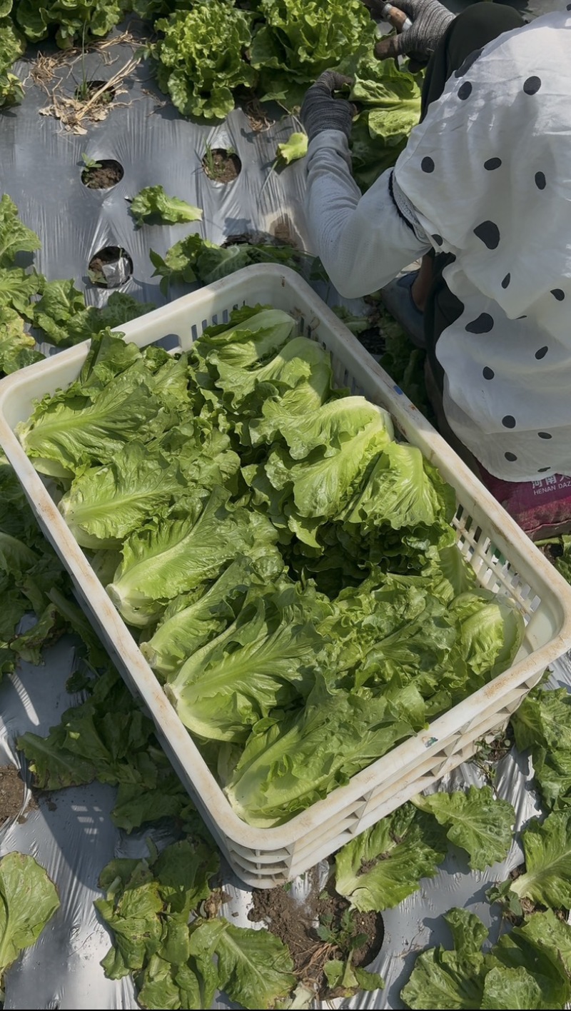 南阳精品意大利生菜基地日供20吨，自有冷库预冷锁鲜。