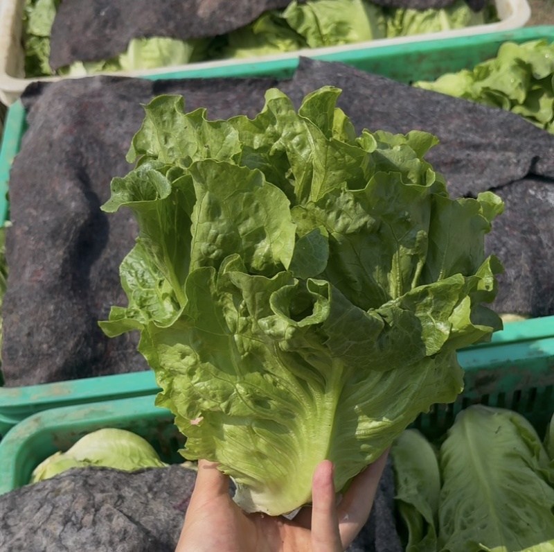 南阳精品意大利生菜基地日供20吨，自有冷库预冷锁鲜。