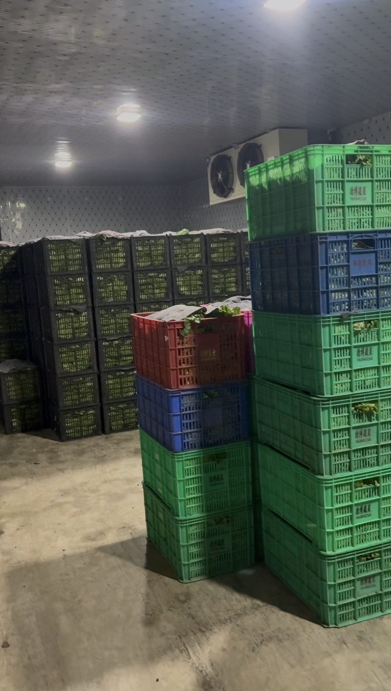 南阳精品意大利生菜基地日供20吨，自有冷库预冷锁鲜。
