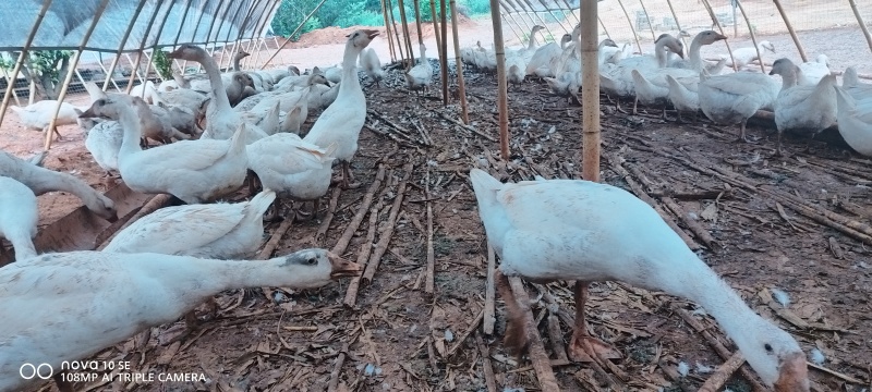 散养鹅，常年有货，详情细聊