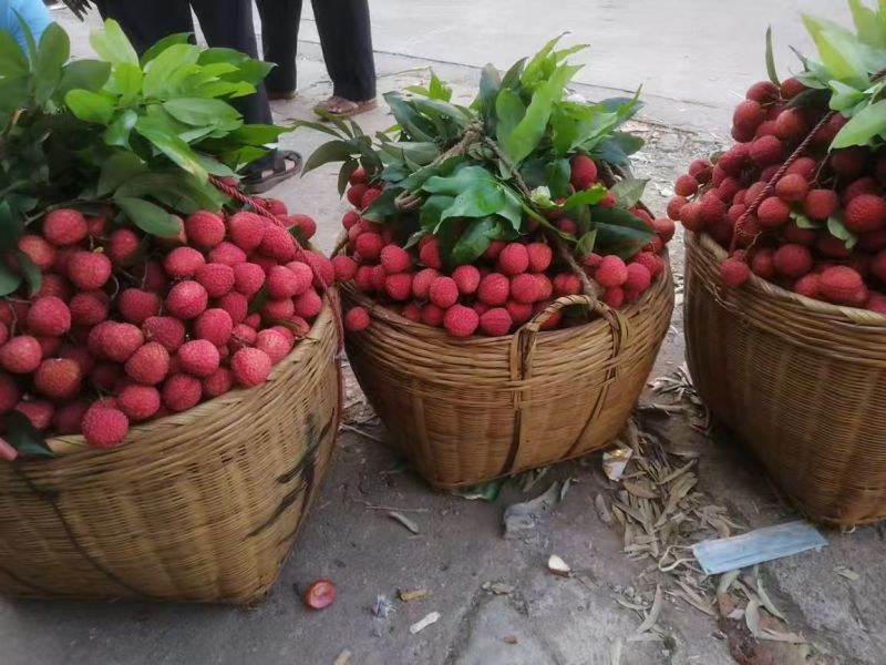 广西桂平荔枝产地直供有禾荔情人荔仙进奉等可批发可团购