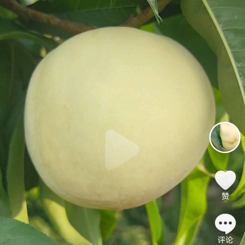 江苏水蜜桃白凤桃