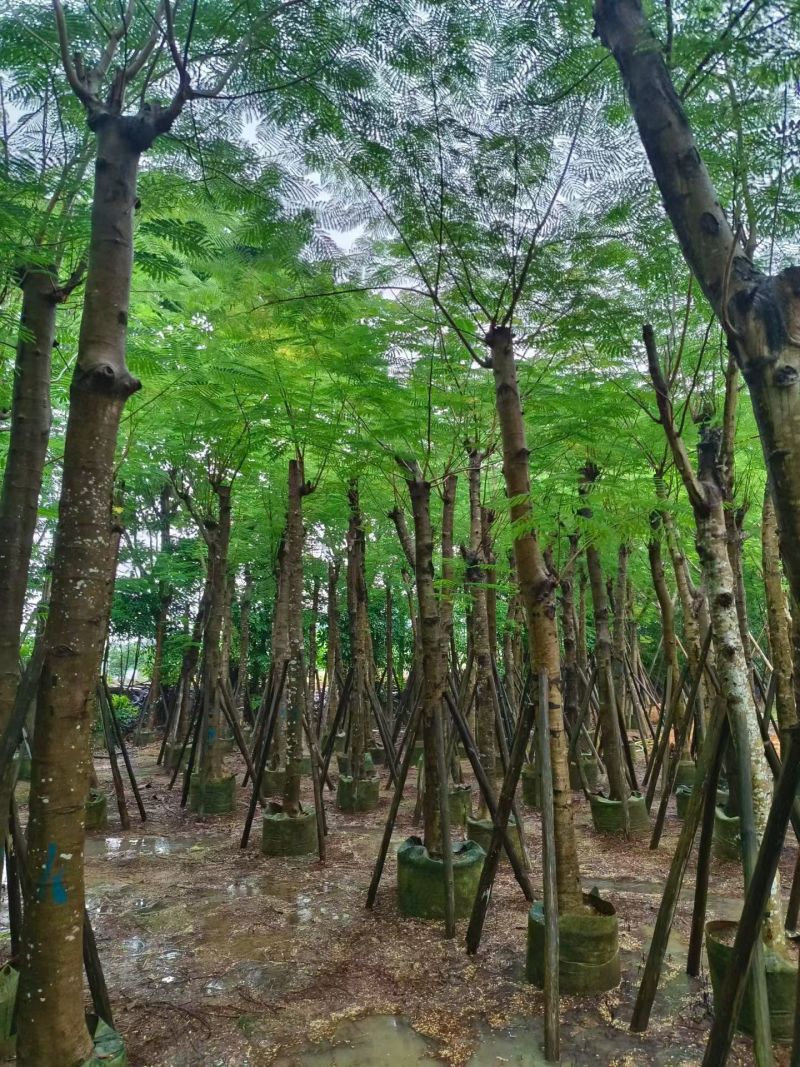 凤凰木8-25公分截杆货