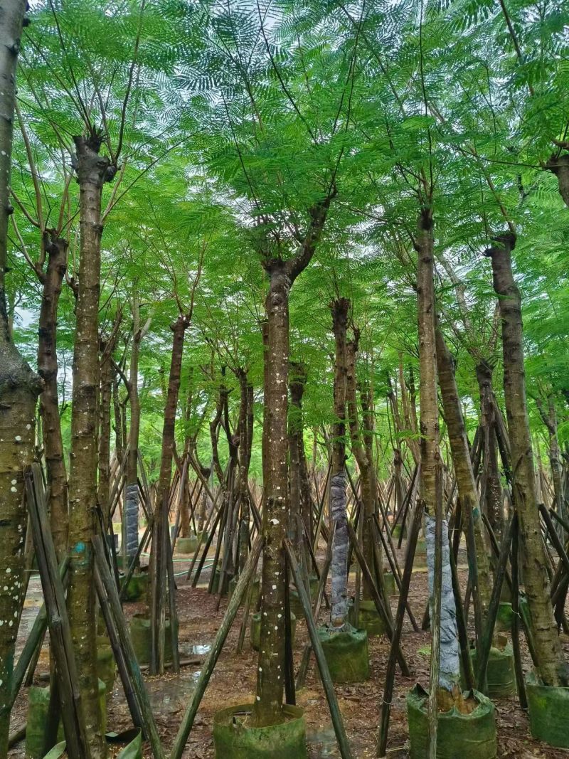 凤凰木8-25公分截杆货