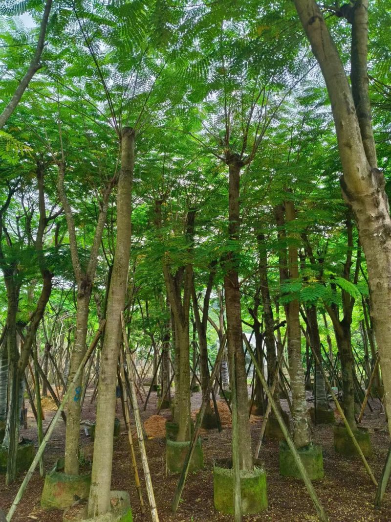 凤凰木8-25公分截杆货