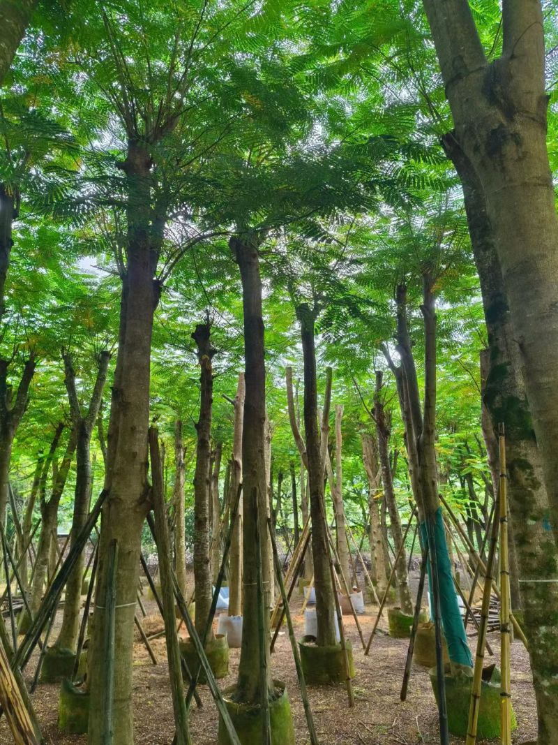 凤凰木8-25公分截杆货