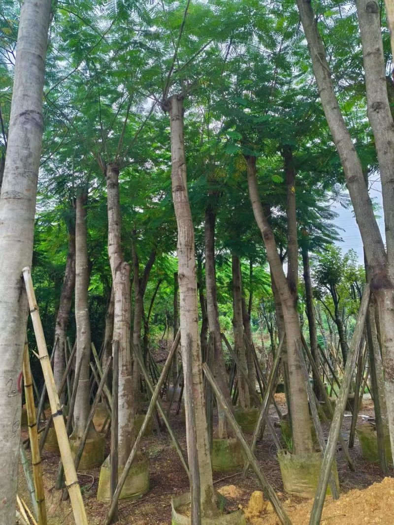 凤凰木8-25公分截杆货