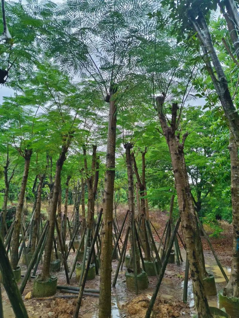 凤凰木8-25公分截杆货