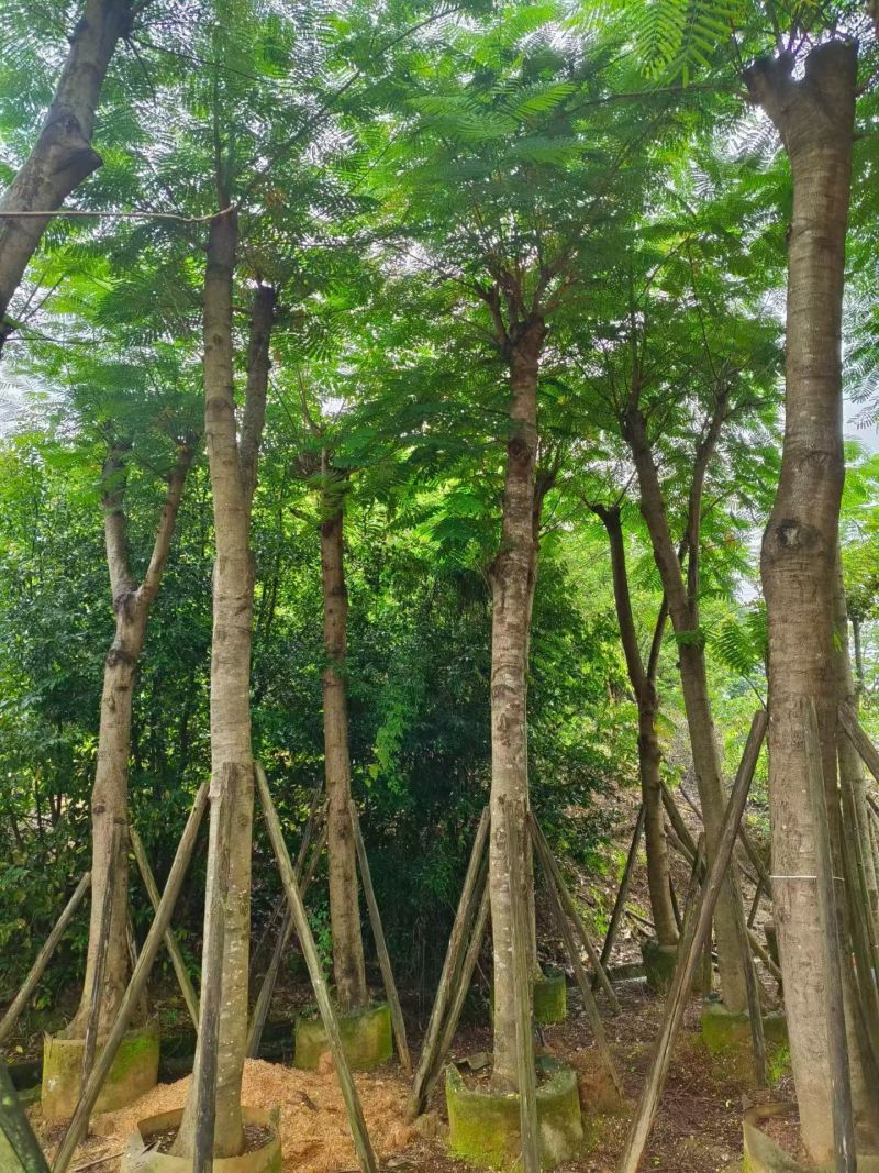 凤凰木8-25公分截杆货
