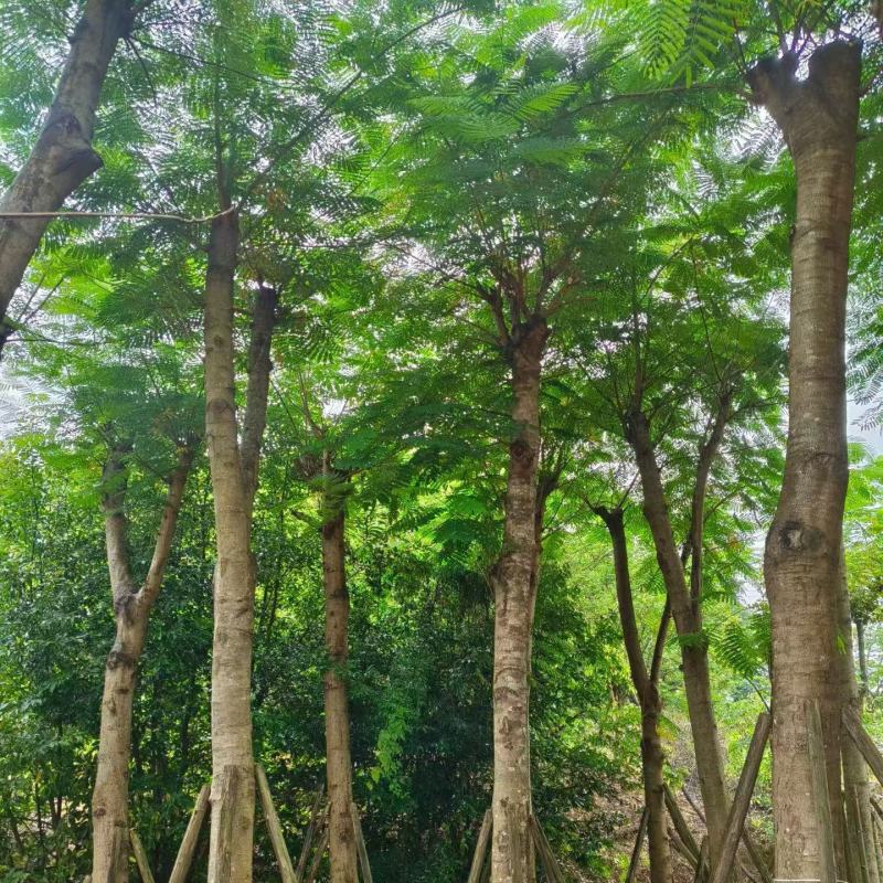 凤凰木8-25公分截杆货