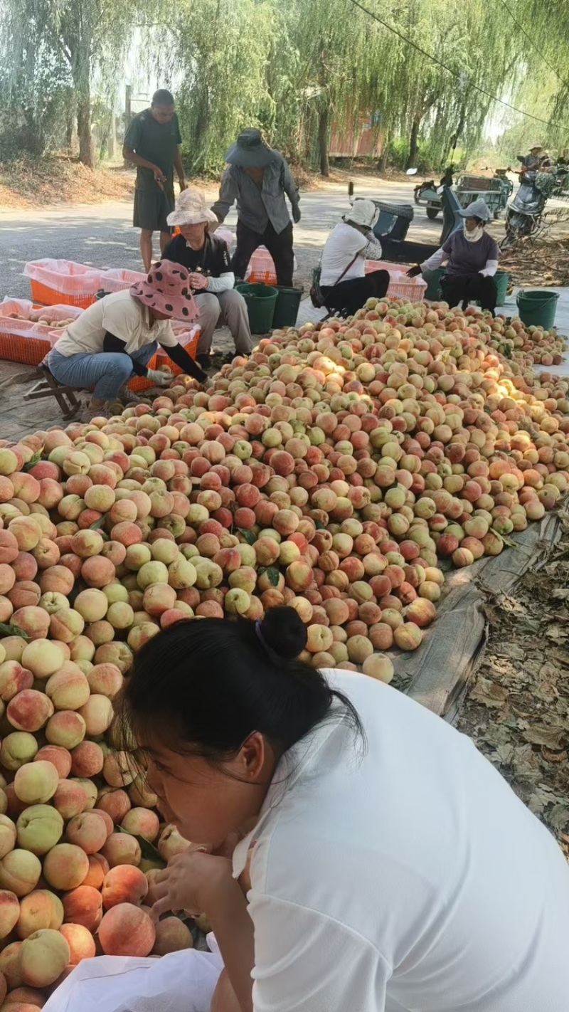 陕西渭南毛桃现摘现发脆甜不软全国代办代收量大价优