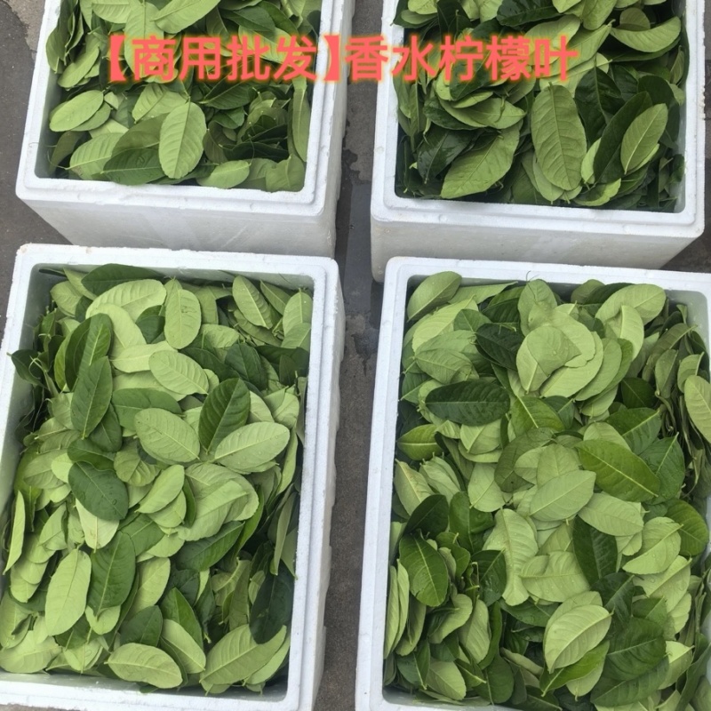 正宗广东香水柠檬叶价格实惠新鲜