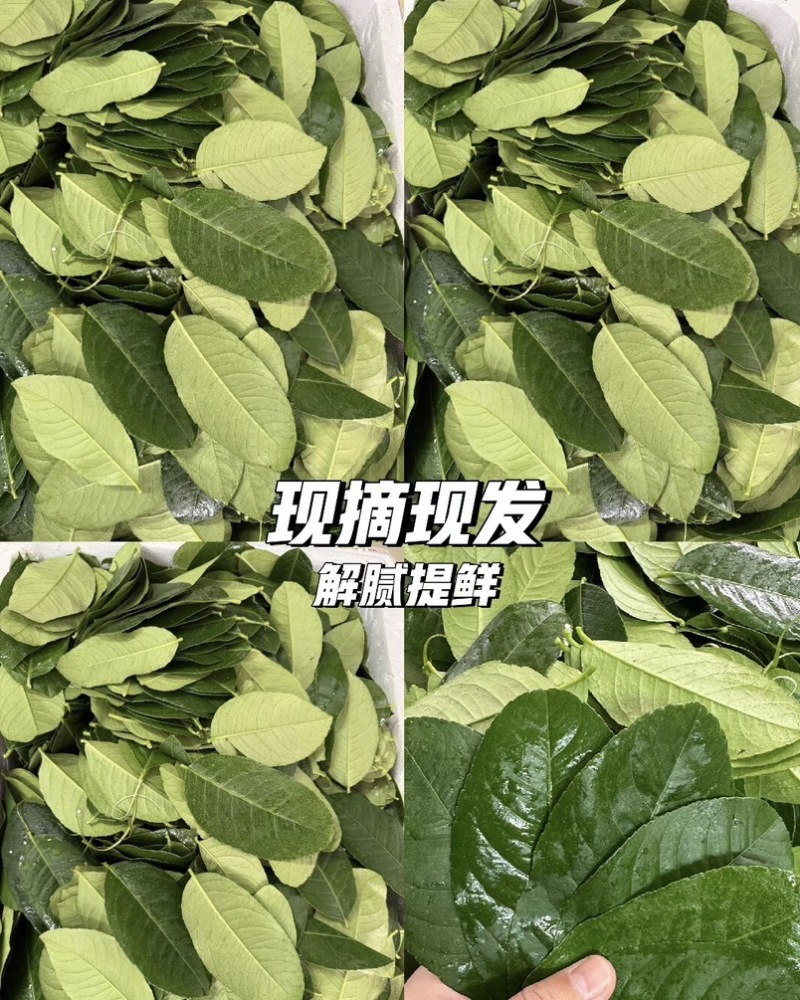 正宗广东香水柠檬叶价格实惠新鲜