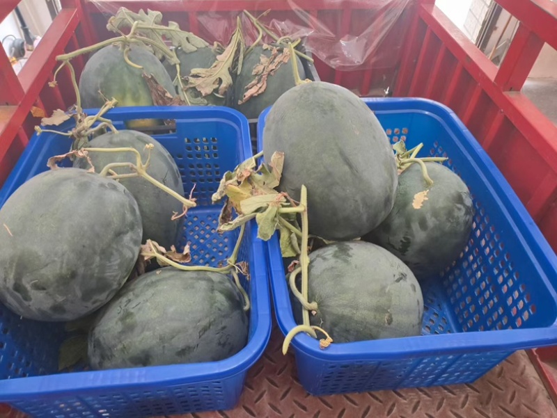 白马冰糖西瓜