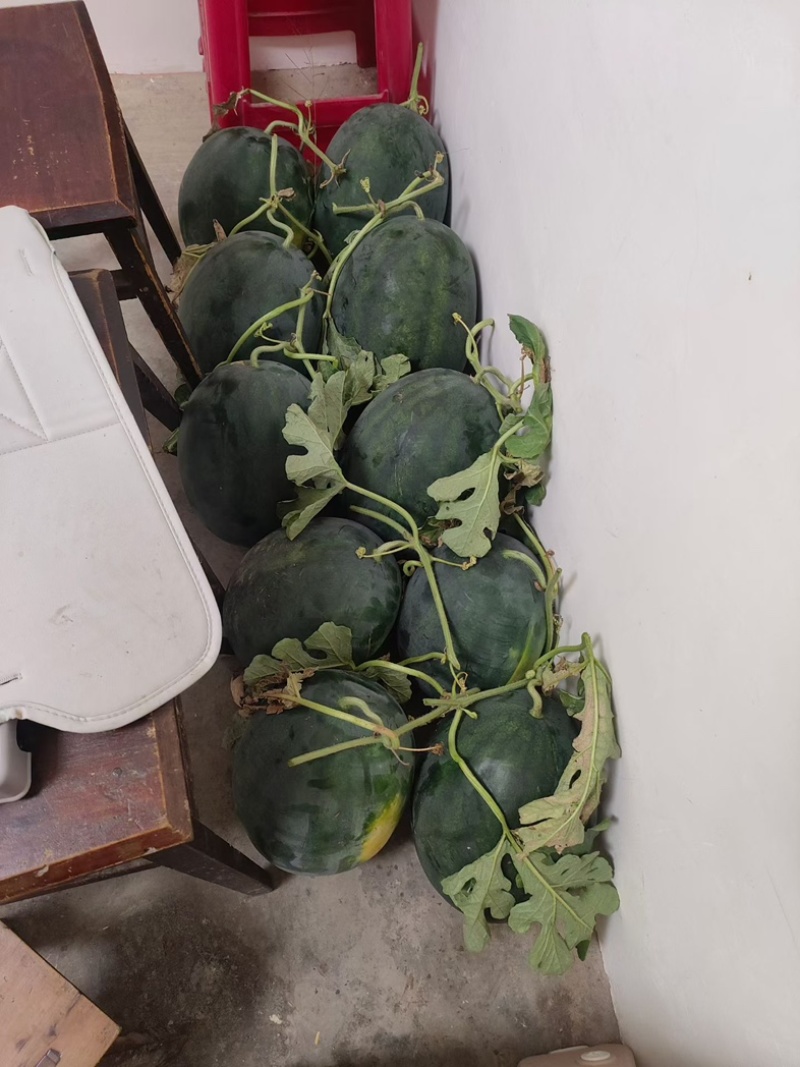 白马冰糖西瓜