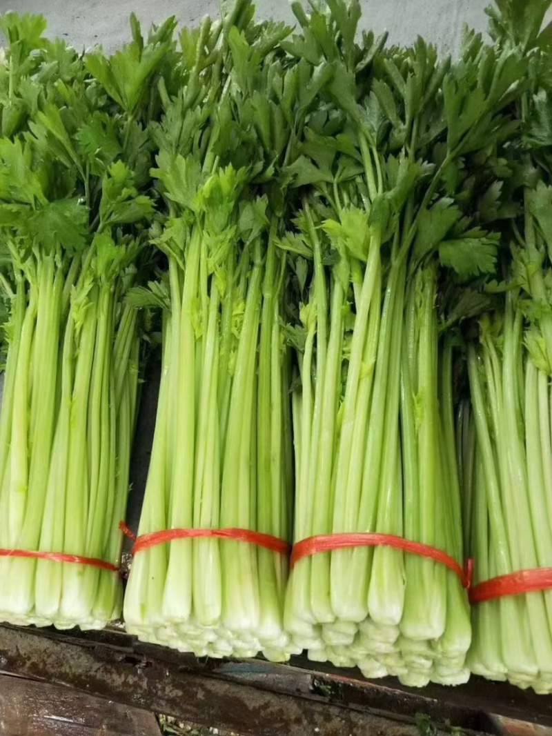 定西高原夏菜毛芹一手货源大量现货供应有需要的联系