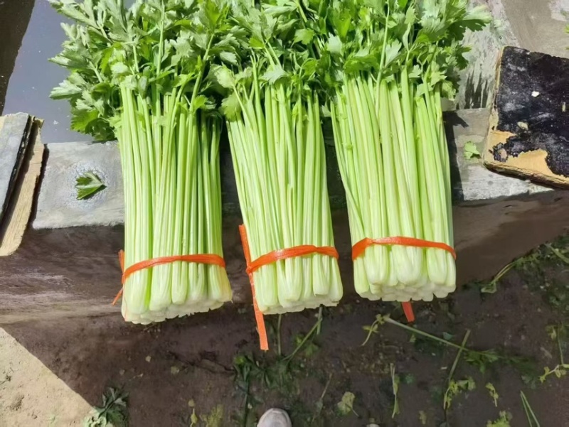 定西高原夏菜毛芹一手货源大量现货供应有需要的联系