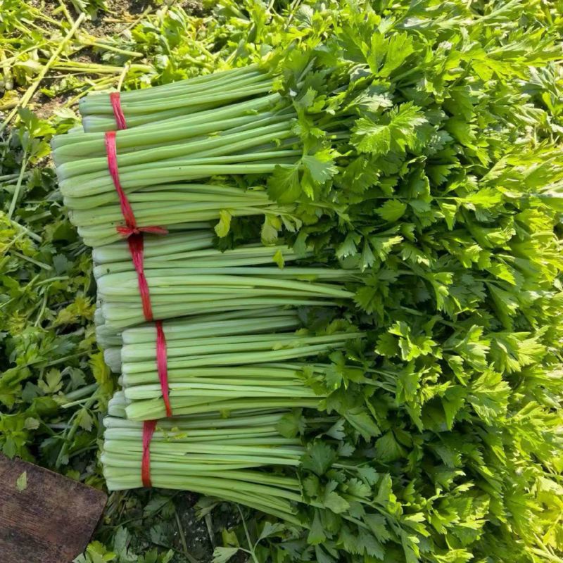 定西高原夏菜毛芹一手货源大量现货供应有需要的联系
