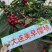 大连樱桃种植园