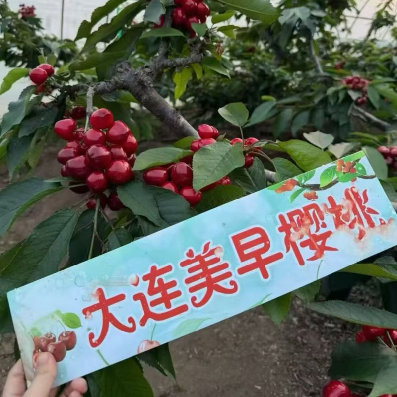 大连樱桃种植园