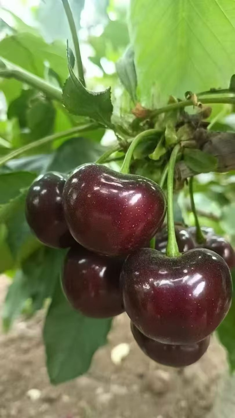 大连樱桃种植园