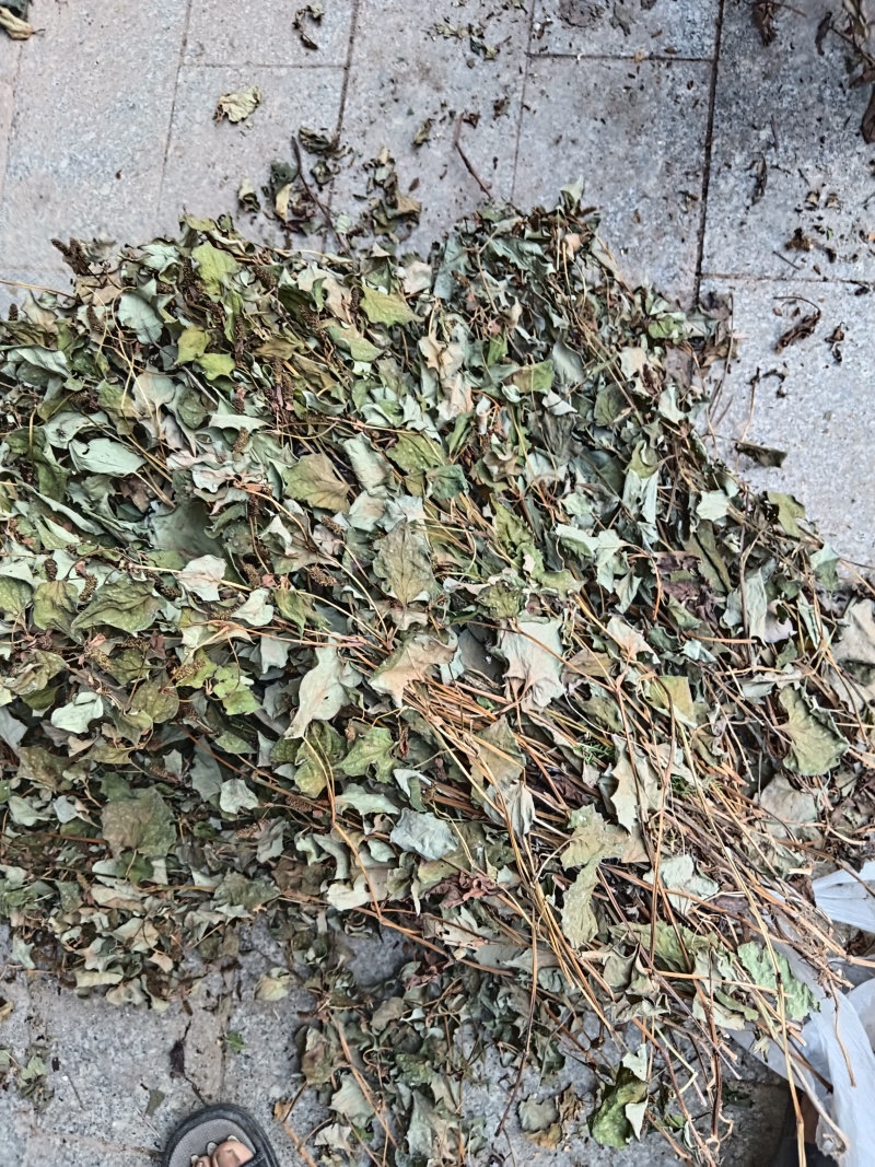 鱼腥草，药用鱼腥草，荒山野岭的鱼腥草。
