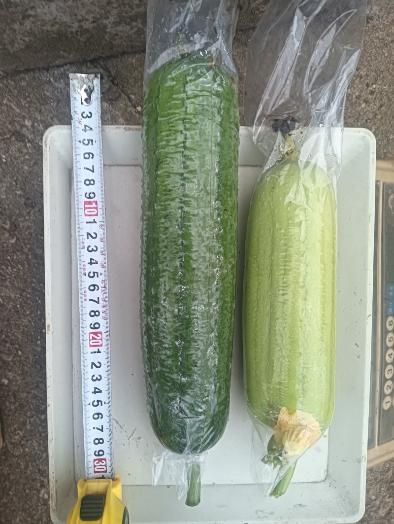 丝瓜