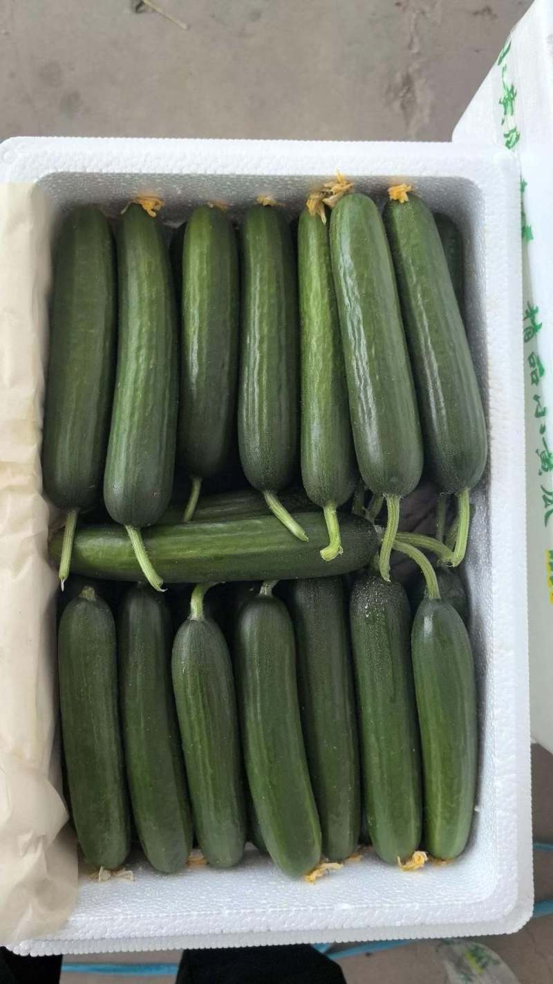 邯郸水果黄瓜可供市场商超食堂产地直发需要的联系