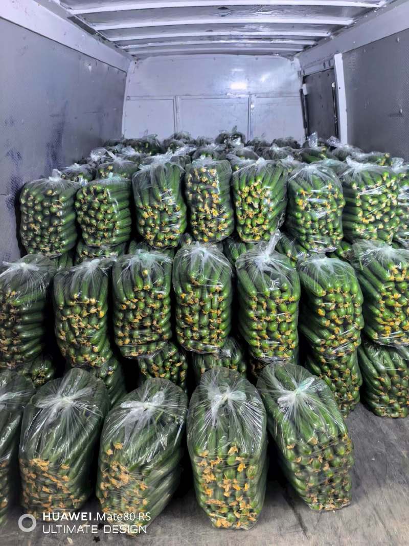 邯郸水果黄瓜可供市场商超食堂产地直发需要的联系