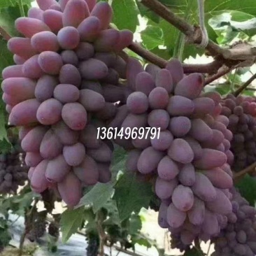 冷棚茉莉香葡萄，着色香葡萄大量上市中
