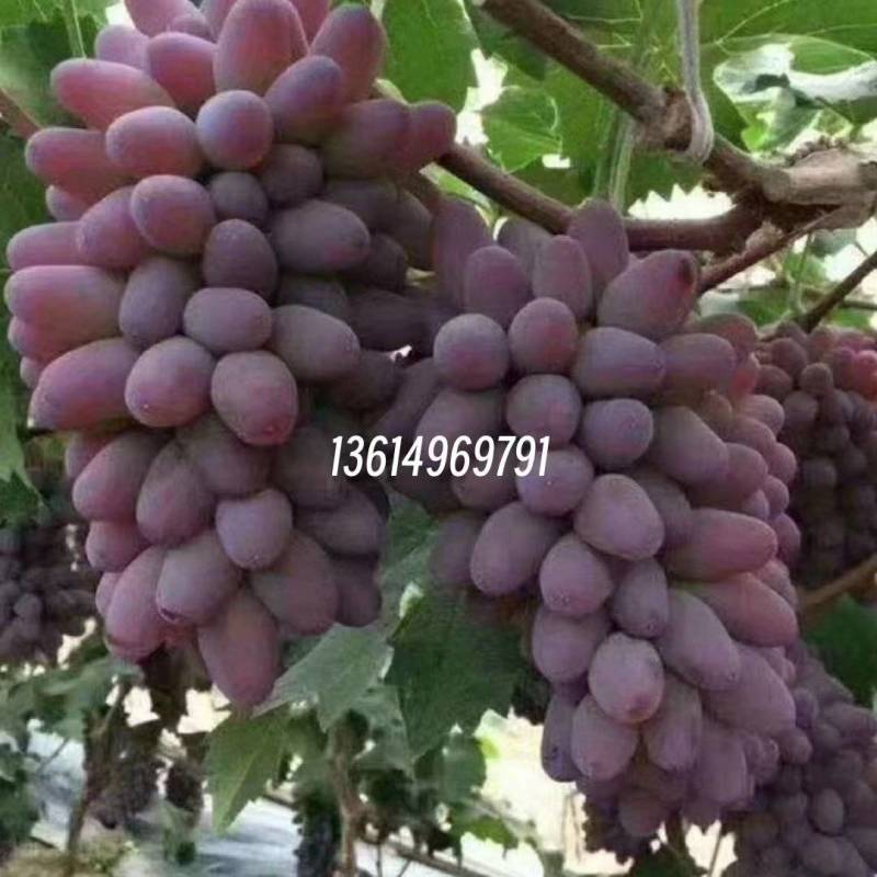冷棚茉莉香葡萄，着色香葡萄大量上市中
