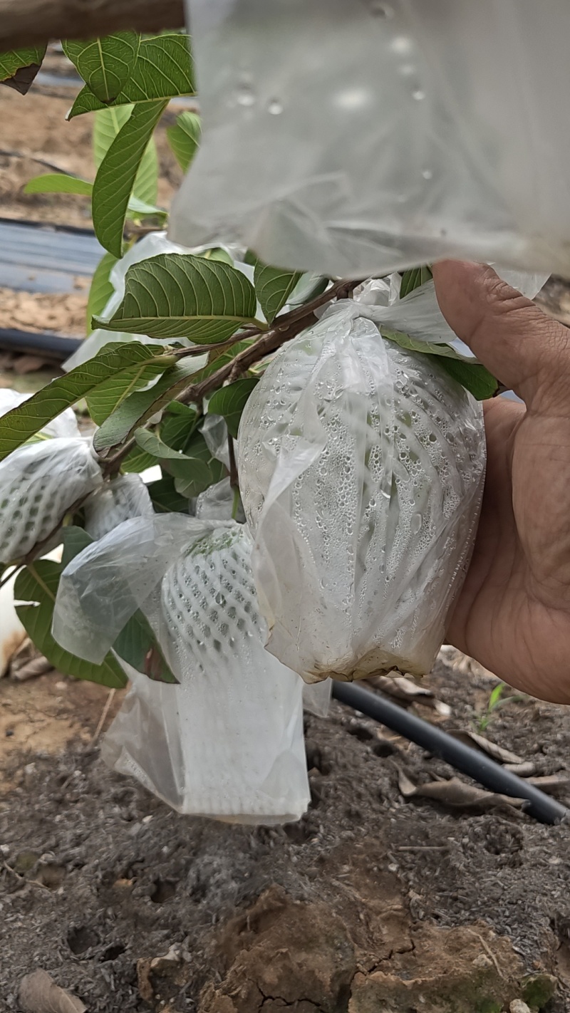 精品番石榴红心芭乐基地一手货源全国发货可视频