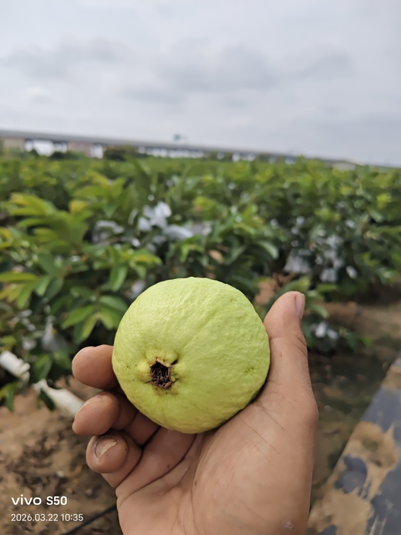 精品番石榴红心芭乐基地一手货源全国发货可视频