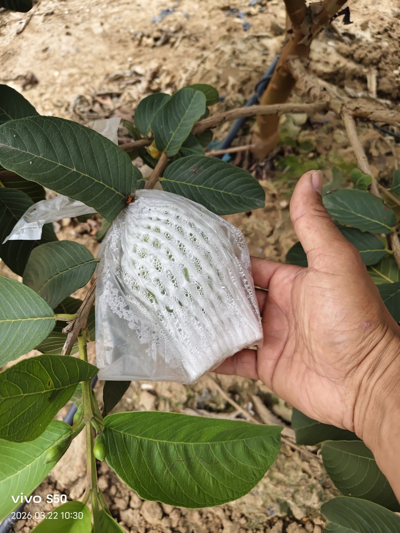 精品番石榴红心芭乐基地一手货源全国发货可视频