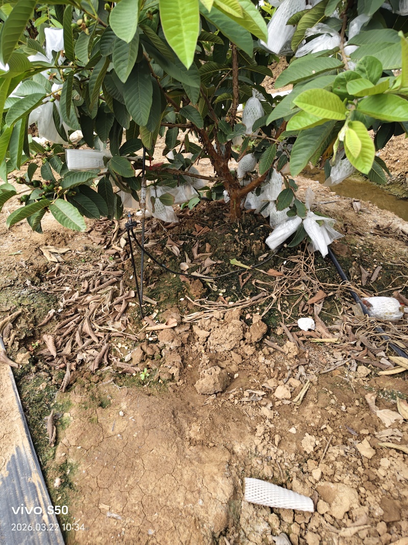 精品番石榴红心芭乐基地一手货源全国发货可视频