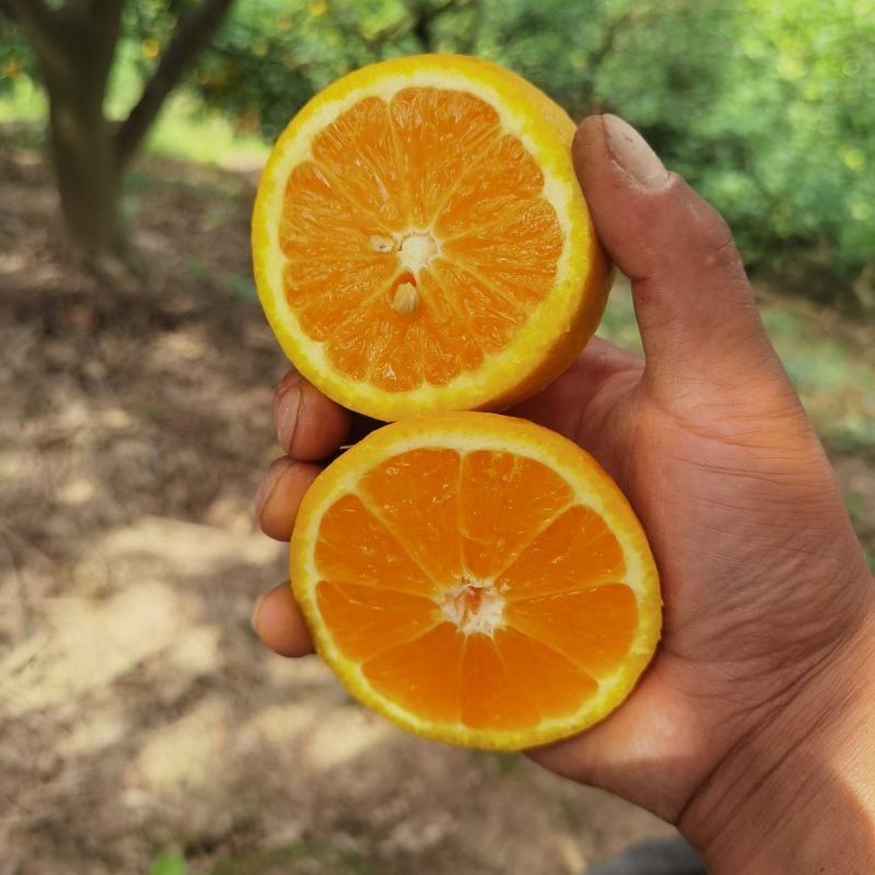 秭归夏橙